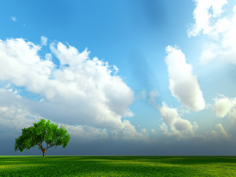 solitary tree in green field