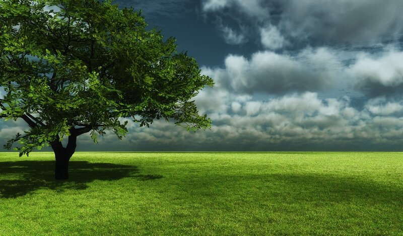 Solitary tree in green field