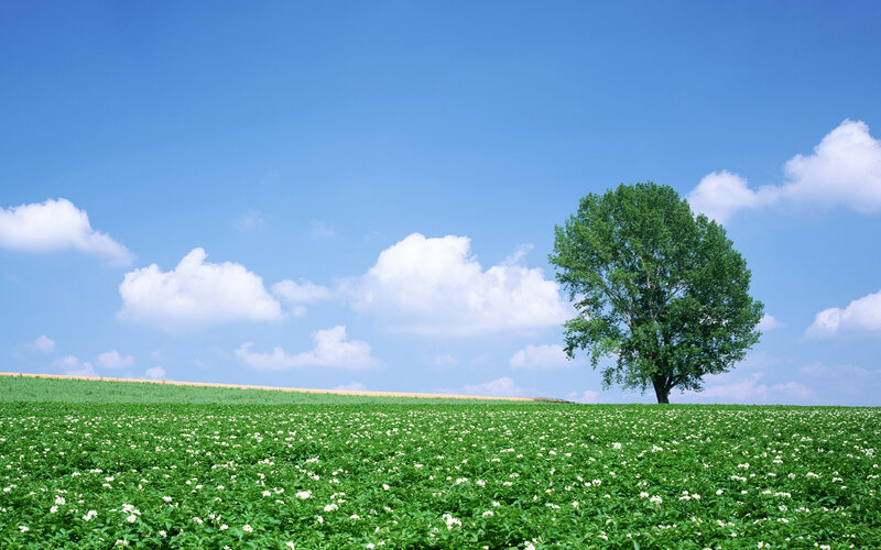 solitary tree in green field