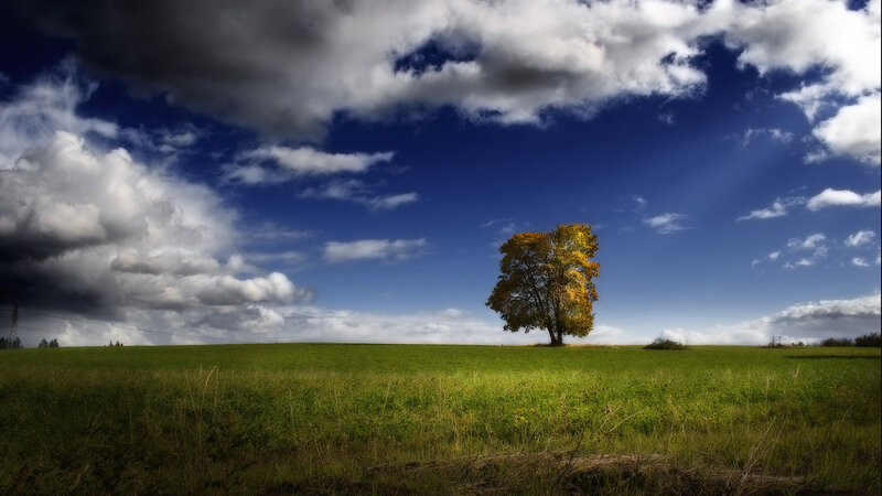 Solitary tree in green field