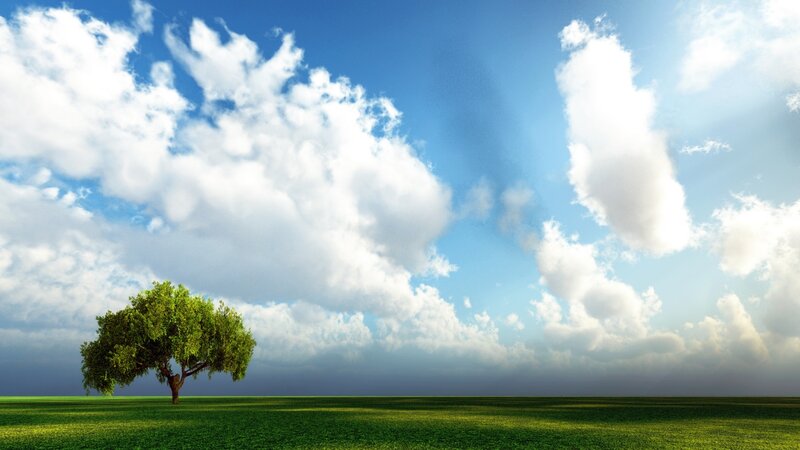solitary tree in green field