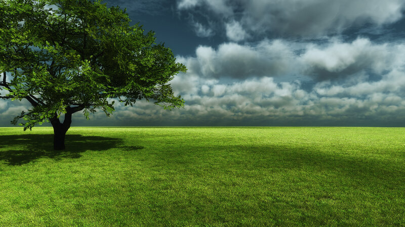 Solitary tree in green field