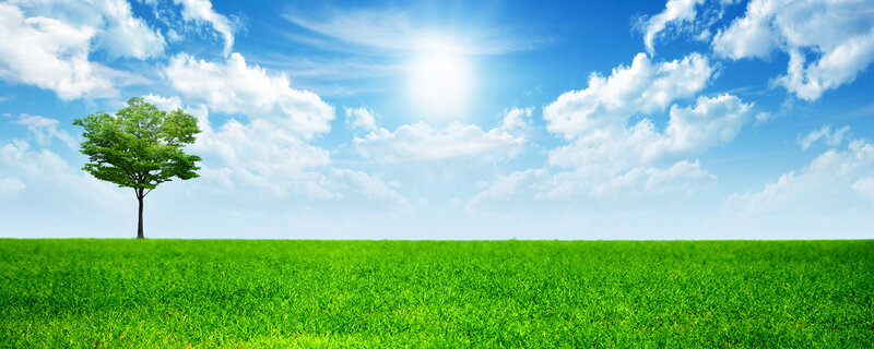 Solitary tree in green field