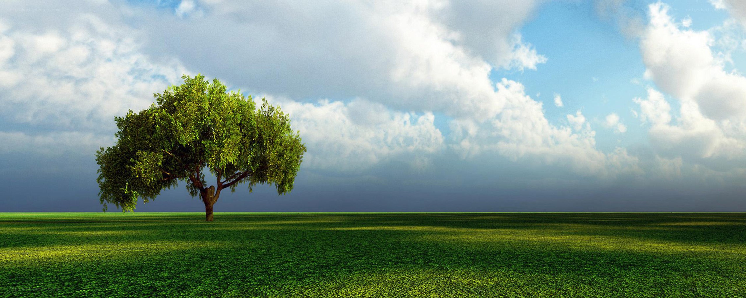 solitary tree in green field