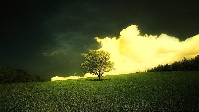solitary tree in green field