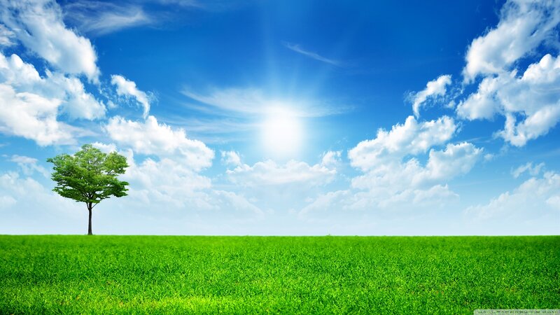 solitary tree in green field