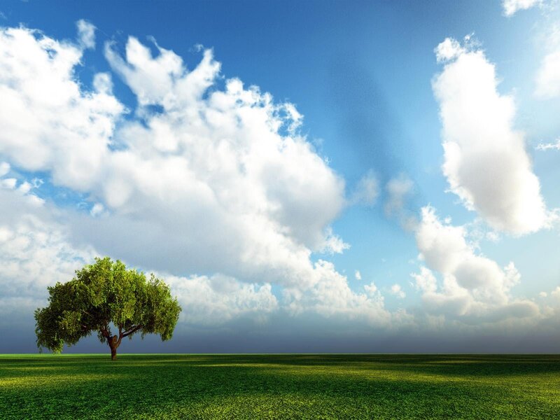 solitary tree in green field