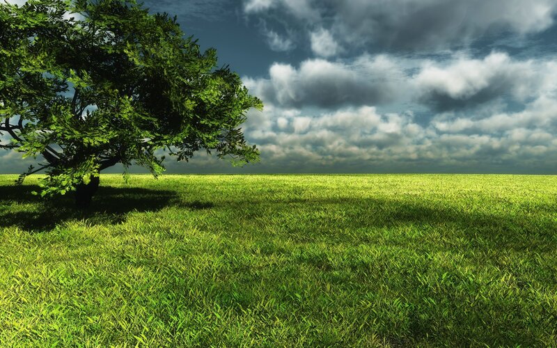 Solitary tree in green field