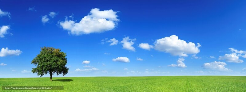 solitary tree in green field