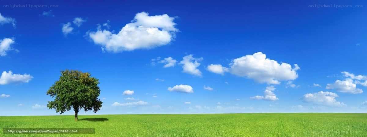 solitary tree in green field