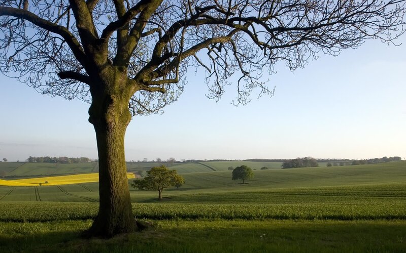 Solitary tree in green fields