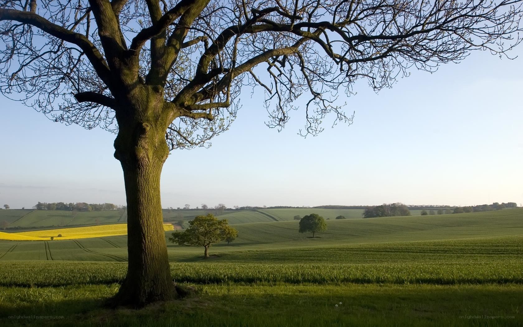 Solitary tree in green fields