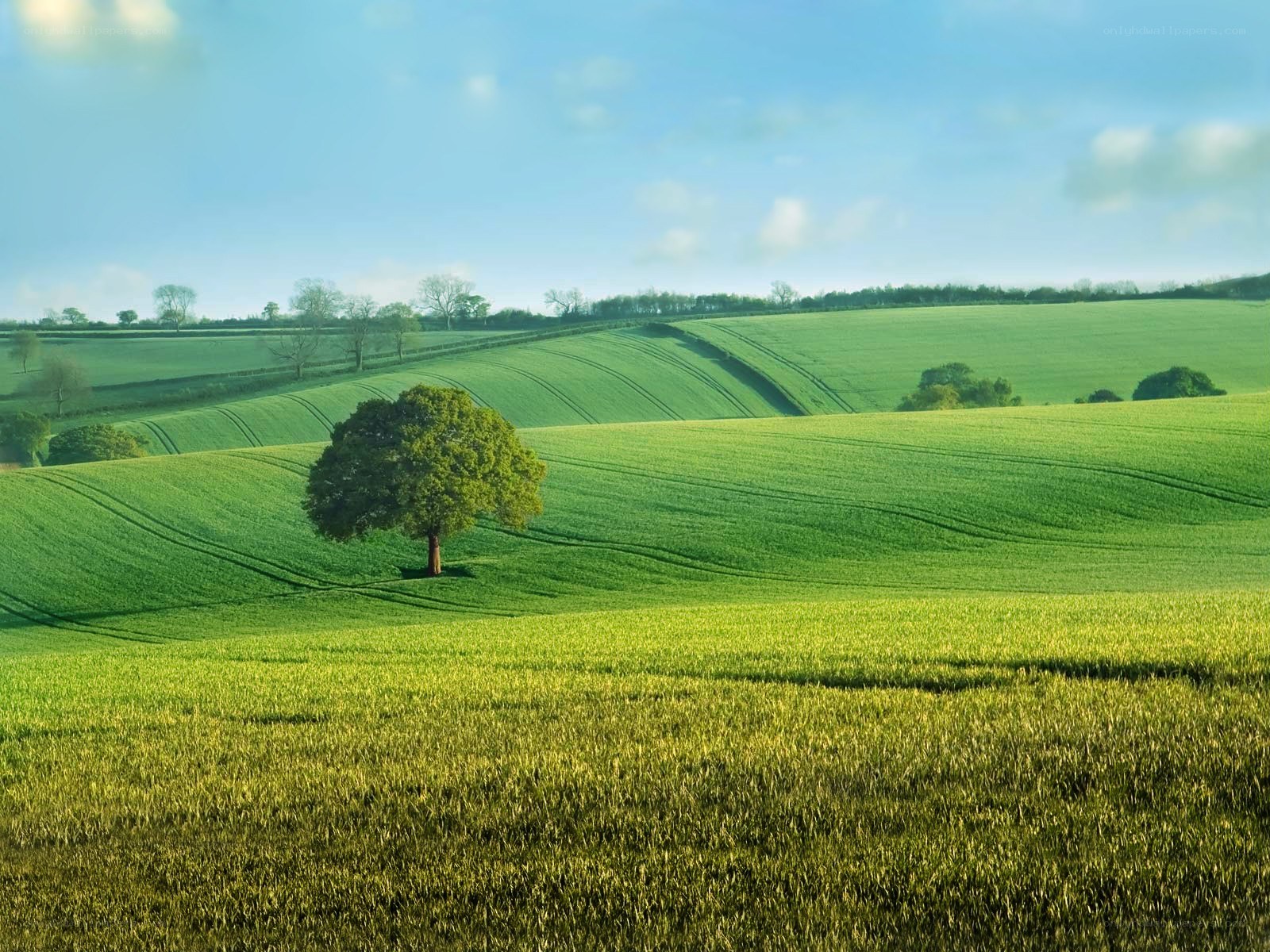 Solitary tree in green fields