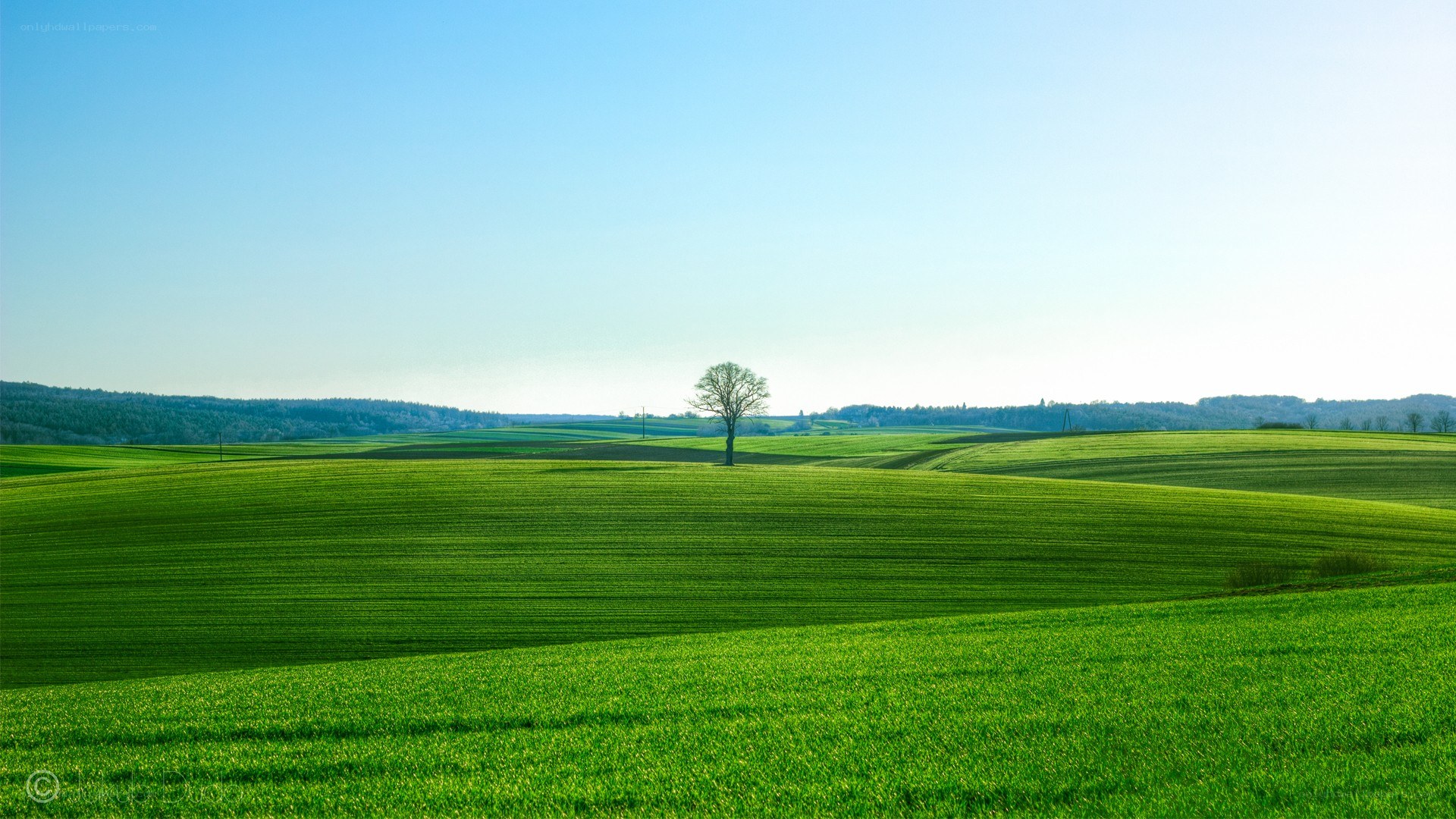 Solitary tree in green fields