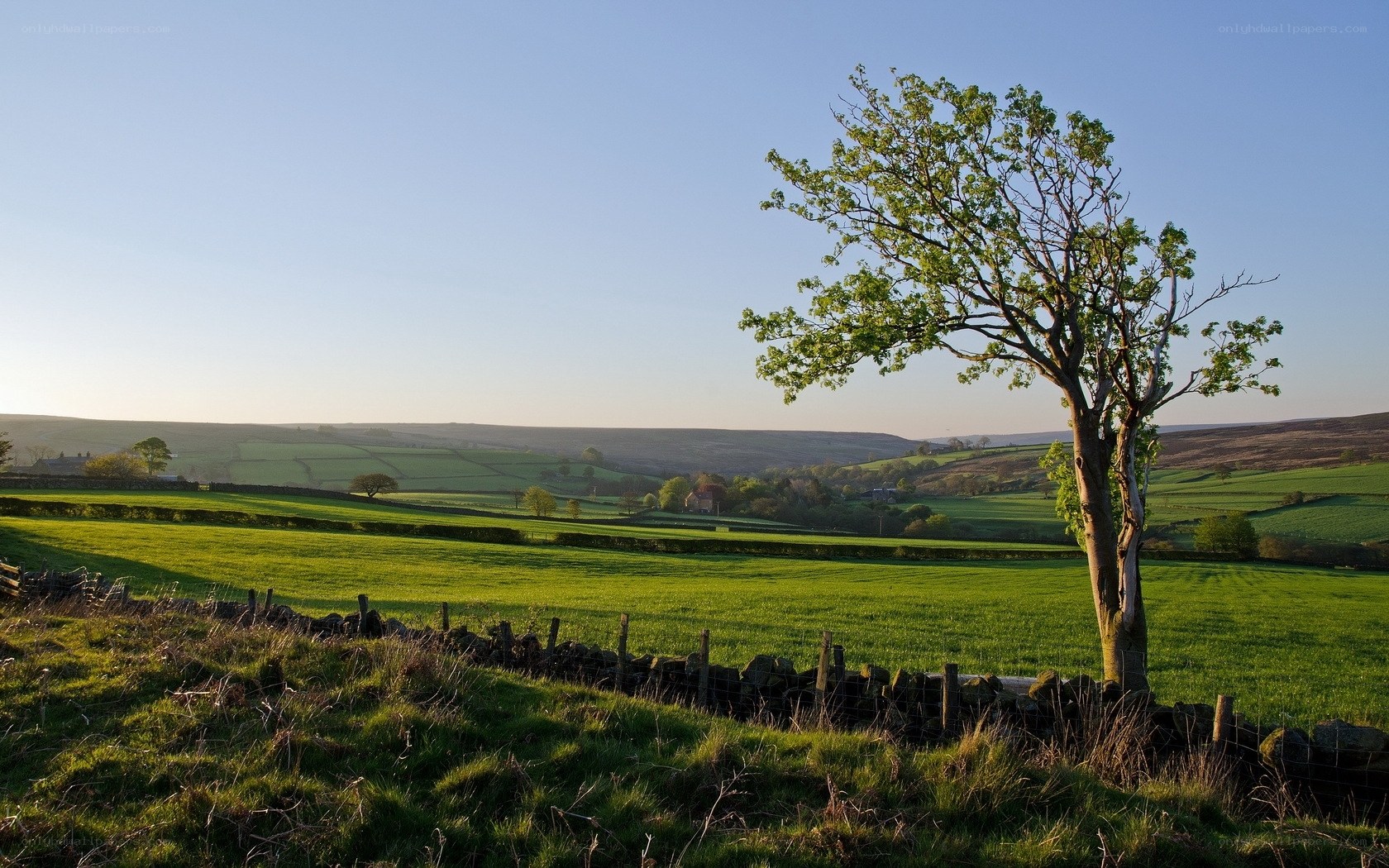 Solitary tree in green fields