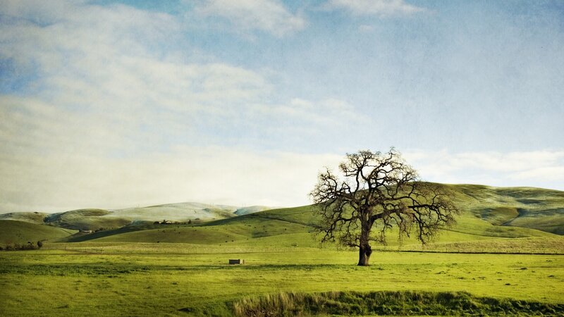 Solitary tree in green hills