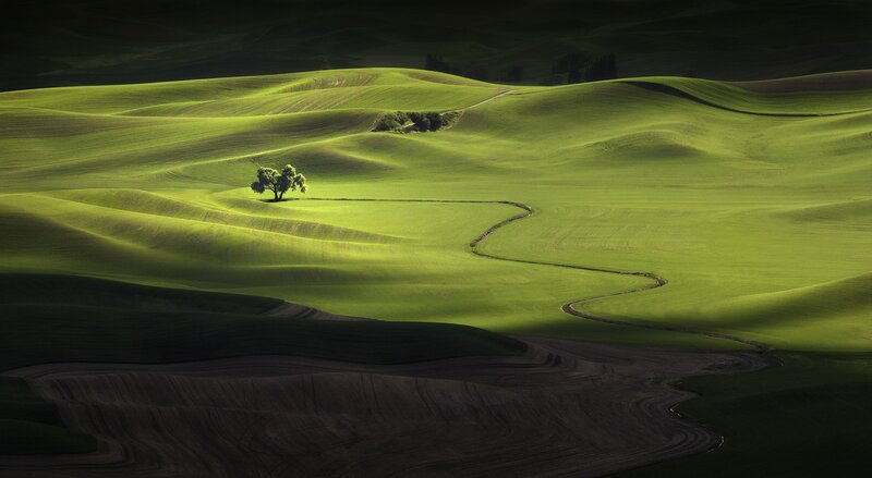 Solitary Tree in Green Hills — Serene