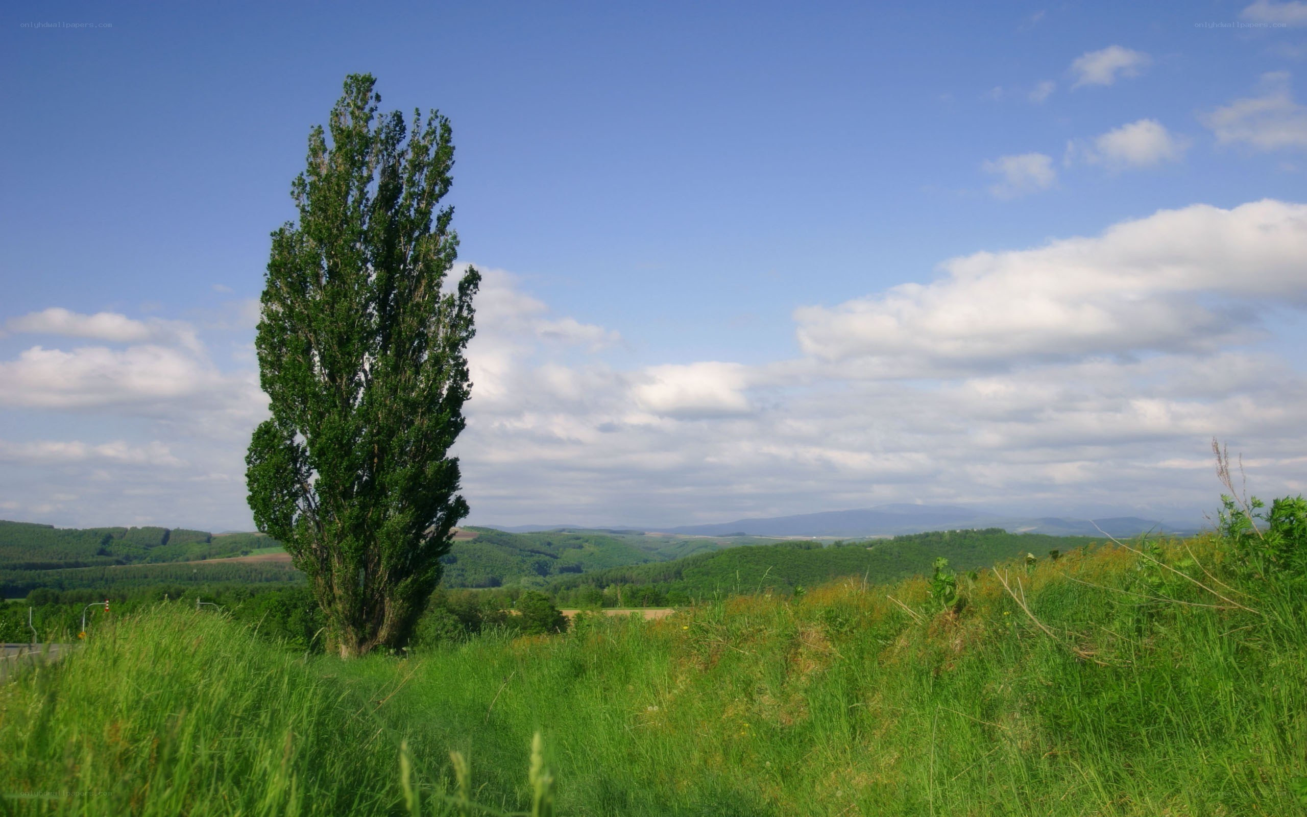 Solitary tree in green landscape
