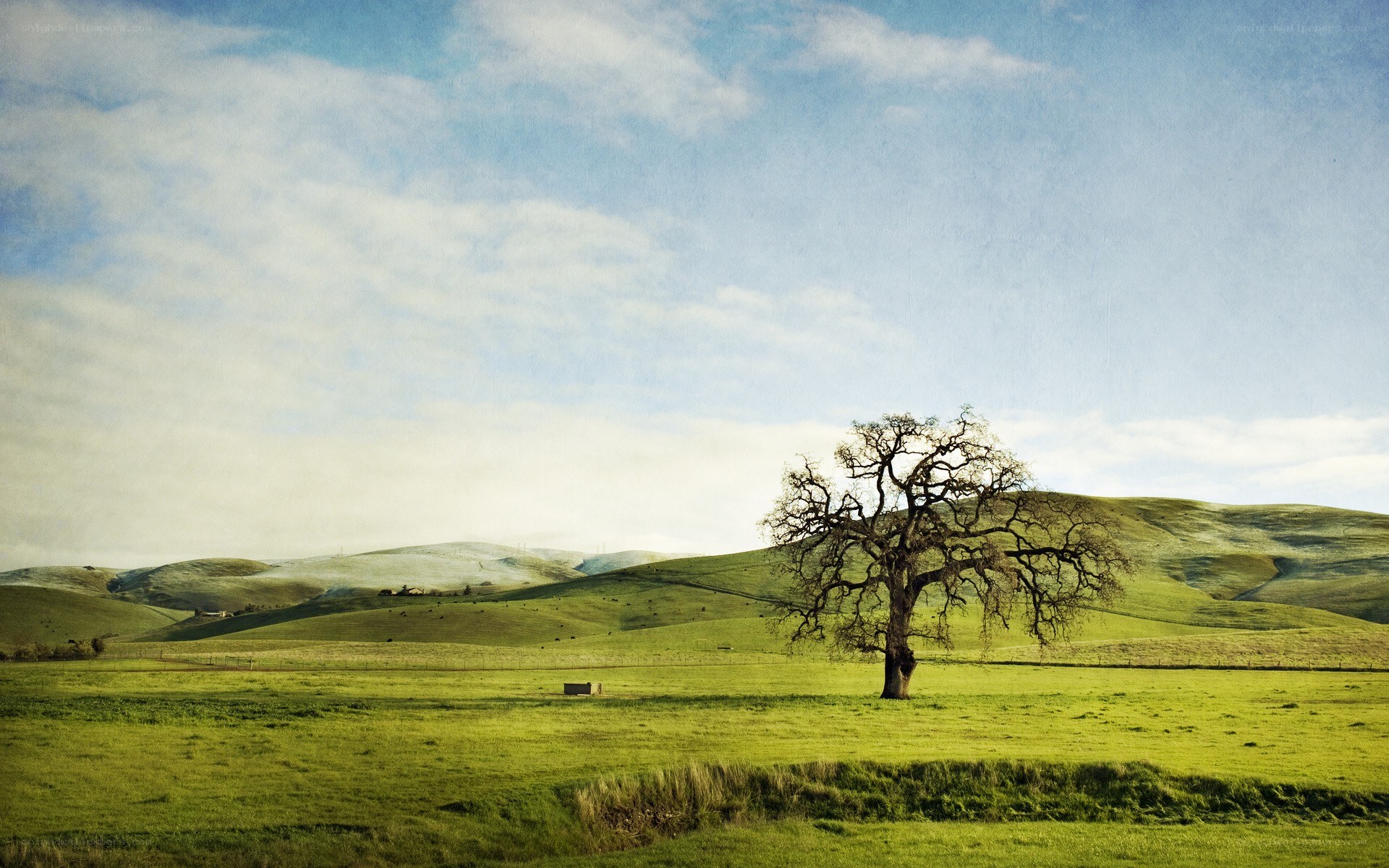 Solitary tree in green valley