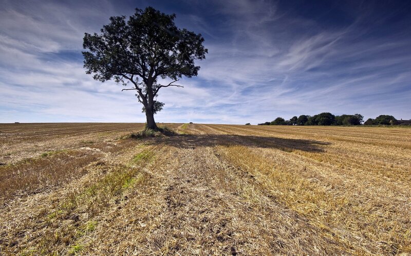 Solitary tree in harvested field