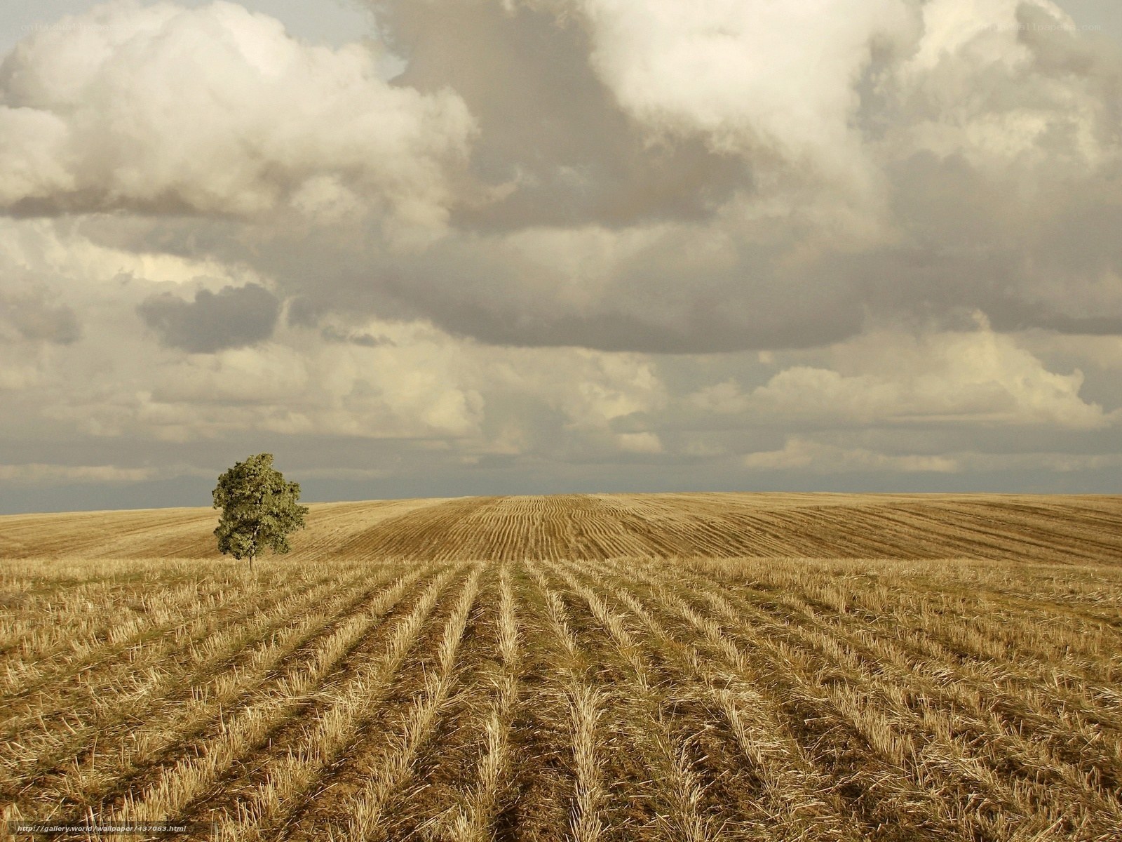 Solitary tree in harvested field