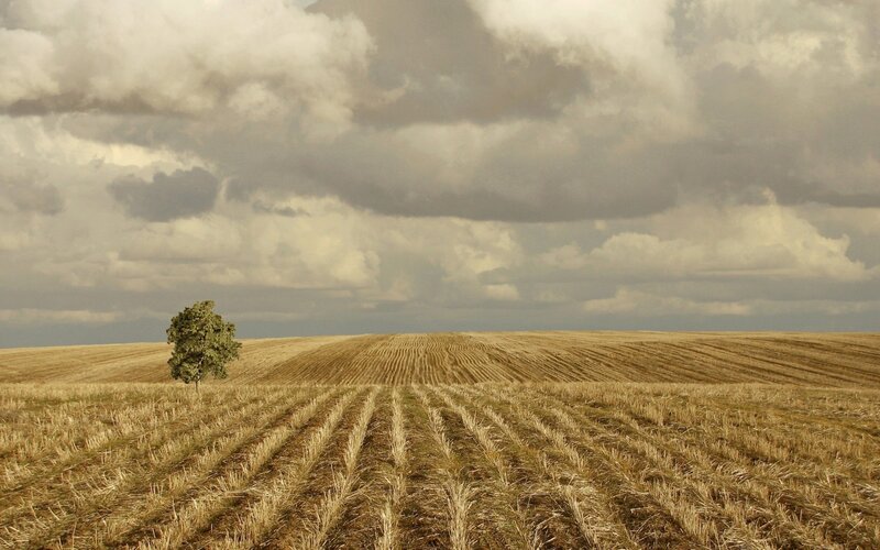solitary tree in harvested field