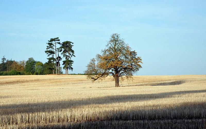 Solitary tree in harvested field