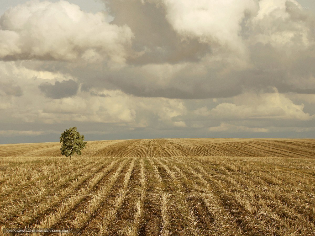 Solitary tree in harvested field
