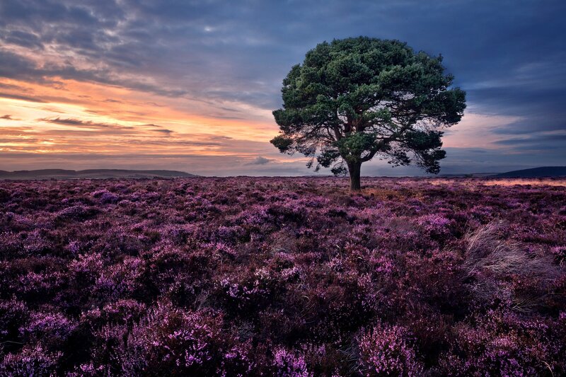 Solitary Tree in Heather Field — Purple, Dramatic