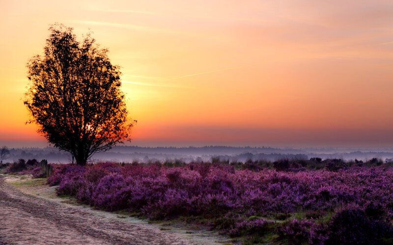 Solitary Tree in Heather Field — Purple, Serene, Sunset