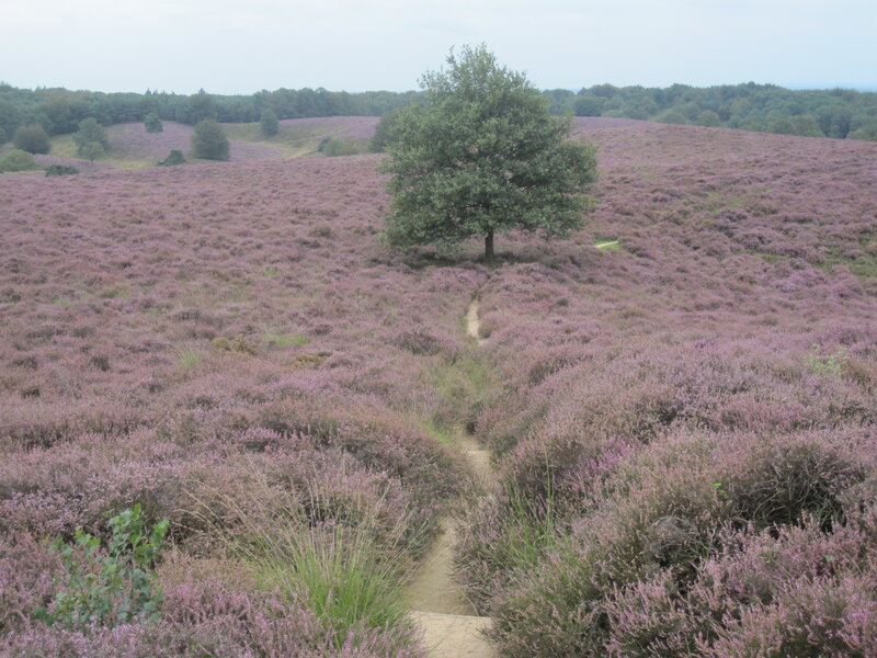 Solitary Tree in Heather Field — Purple, Serene
