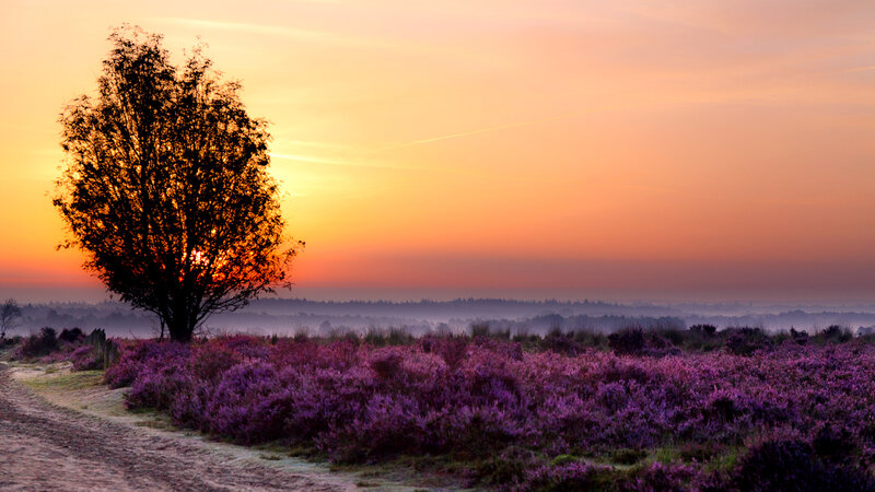Solitary Tree in Heather Field — Purple