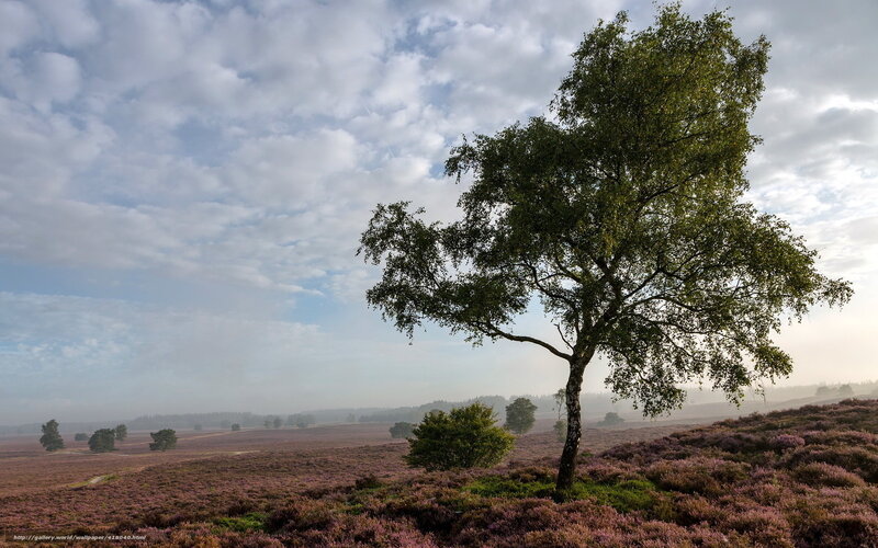 Solitary tree in heather field