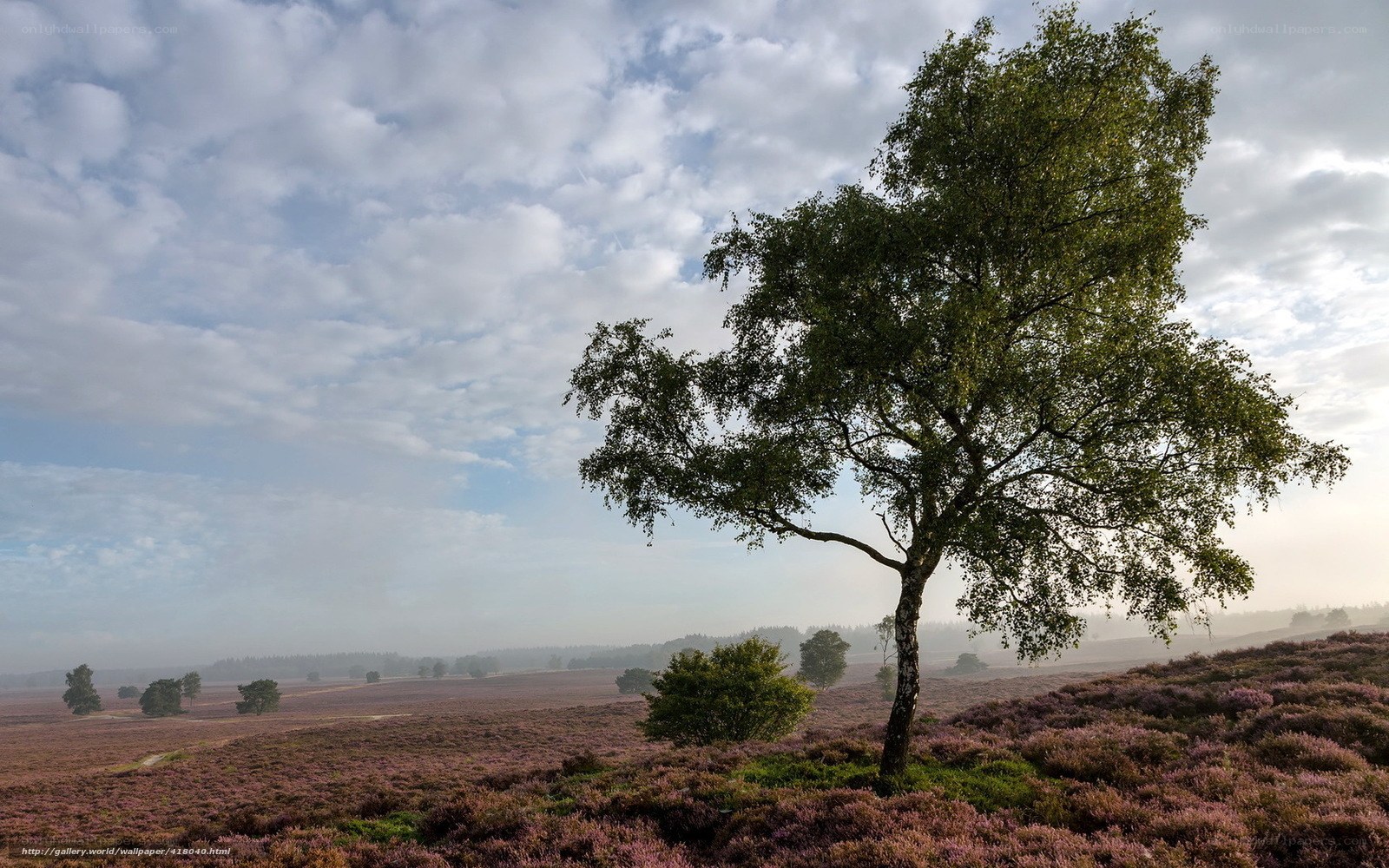 Solitary tree in heather field