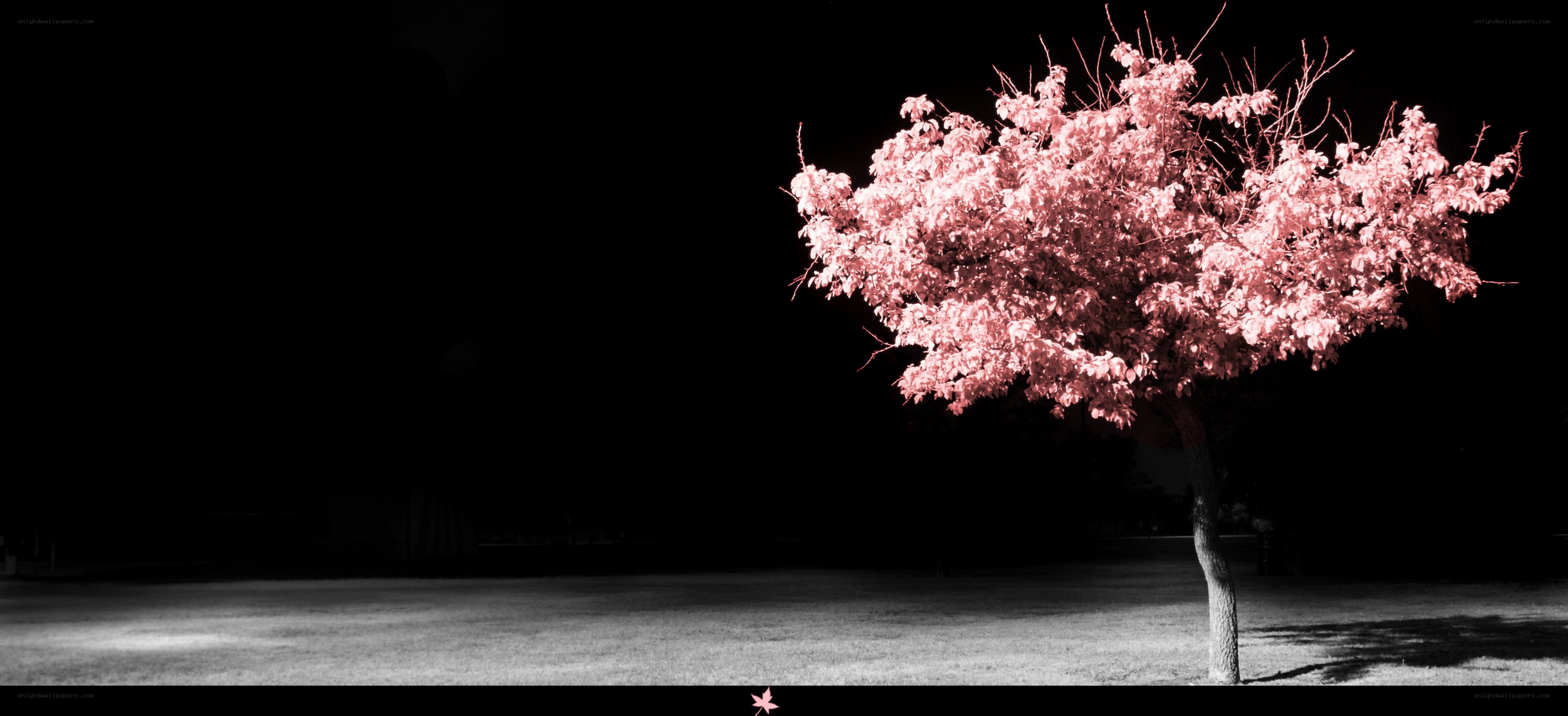 solitary tree in infrared
