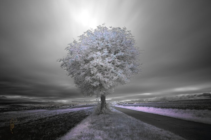 solitary tree in infrared