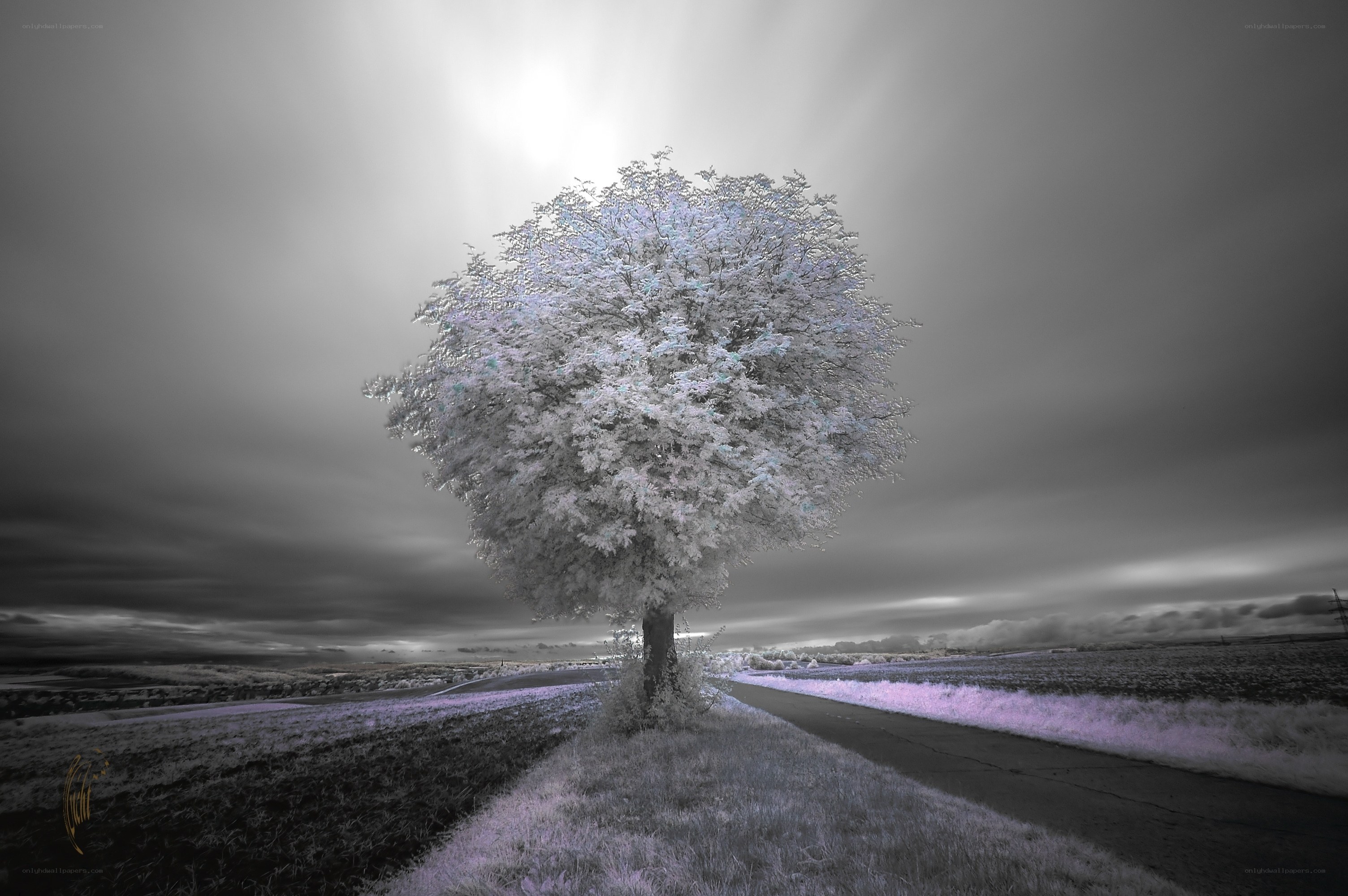 solitary tree in infrared
