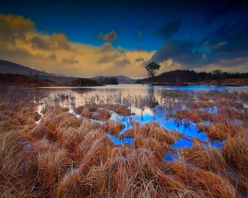 Solitary Tree in Lake — Blue, Dramatic