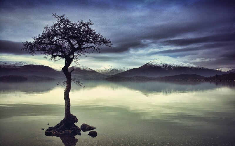 Solitary Tree in Lake — Blue, Dramatic, Winter