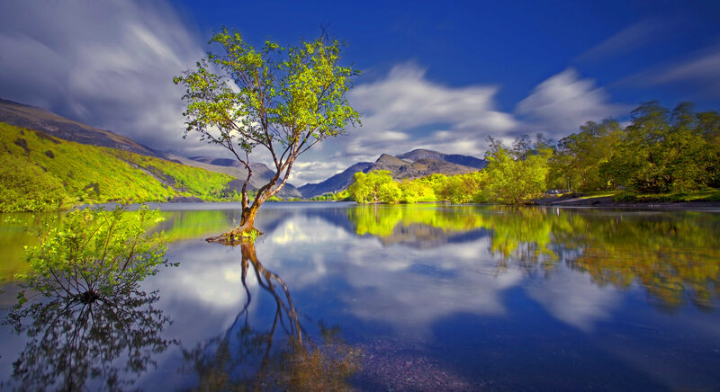 Solitary Tree in Lake — Blue, Serene, Afternoon, Photograph