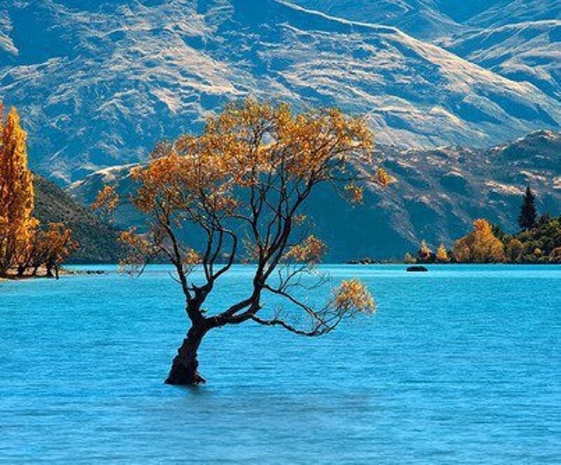 Solitary Tree in Lake — Blue, Serene, Autumn