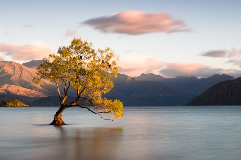 Solitary Tree in Lake — Blue, Serene, Sunrise, Photograph