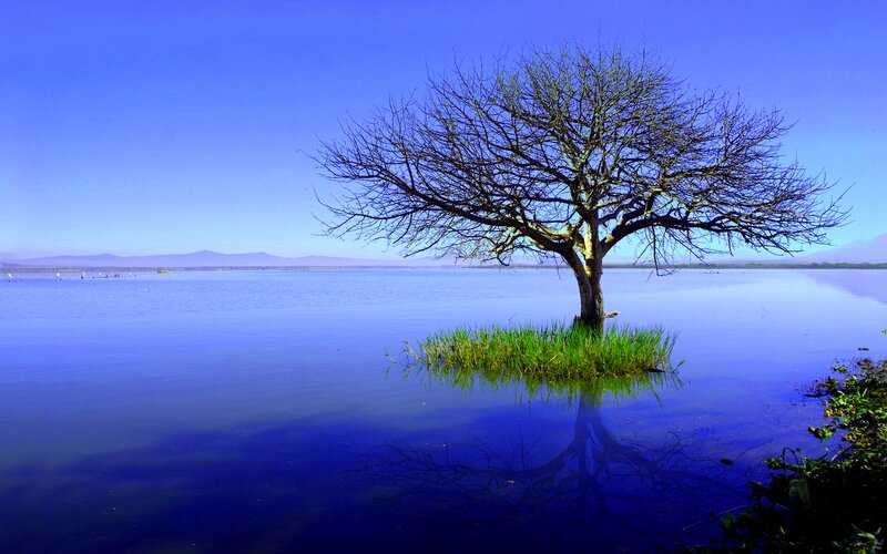Solitary Tree in Lake — Blue, Serene
