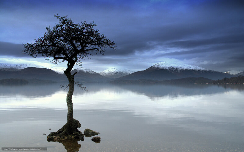 Solitary Tree in Lake — Blue, Serene, Winter