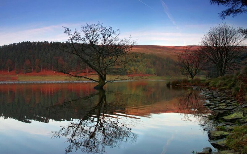 Solitary Tree in Lake — Blue