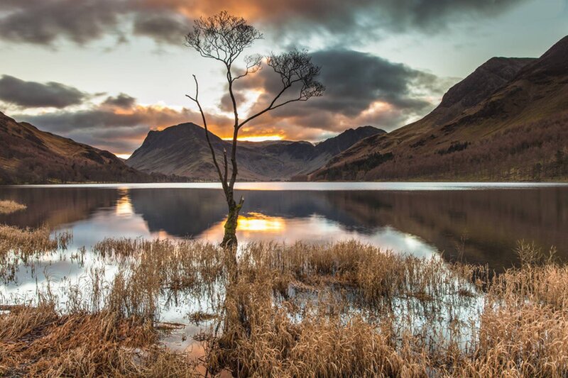 Solitary Tree in Lake — Brown