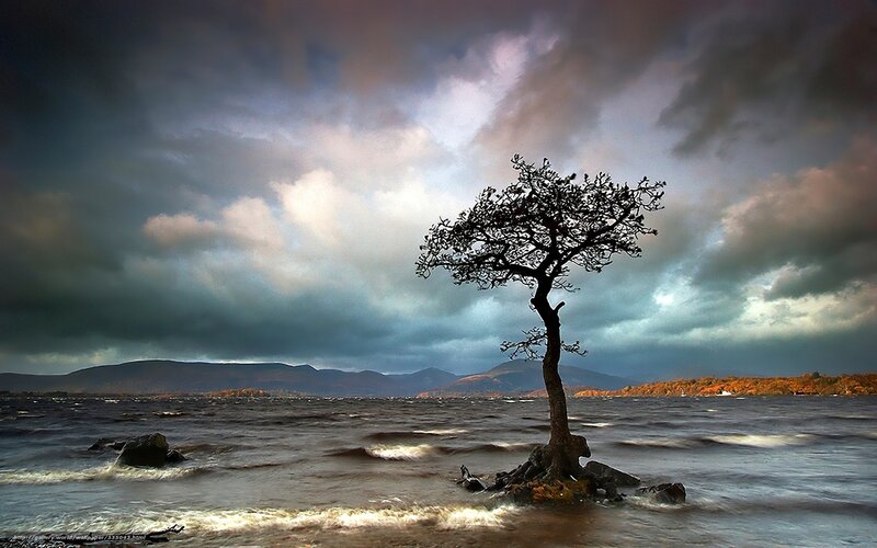 Solitary Tree in Lake — Gray