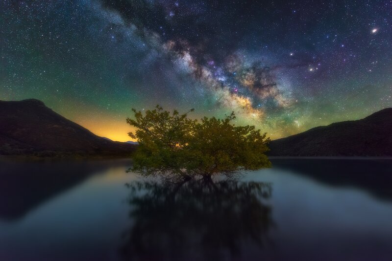 Solitary Tree in Lake — Green