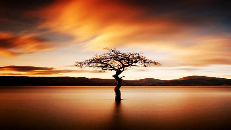 Solitary Tree in Lake — Orange, Dramatic, Sunset, Photograph