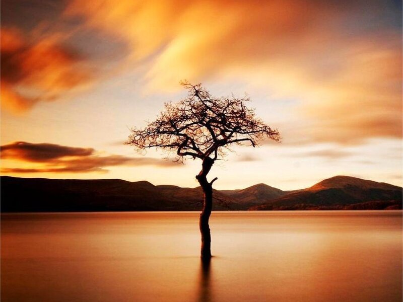 Solitary Tree in Lake — Orange, Dramatic